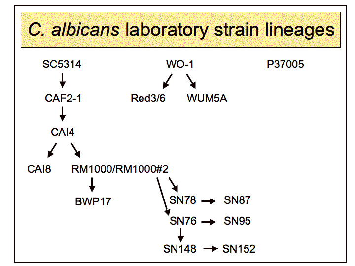 C. albicans
	lineage diagram